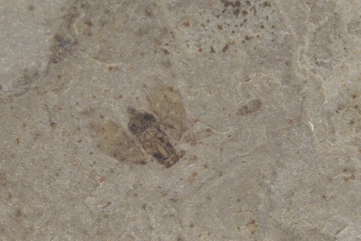 Eocene Moth Fossil - Green River Formation #219754